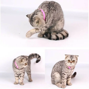 12 Colours Pet Whelping ID Collar Bands by salelink.co.nz