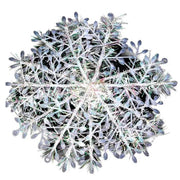 30PCS 11cm White Snowflakes Decorations Christmas Tree Party Charms Christmas Decoration by salelink.co.nz