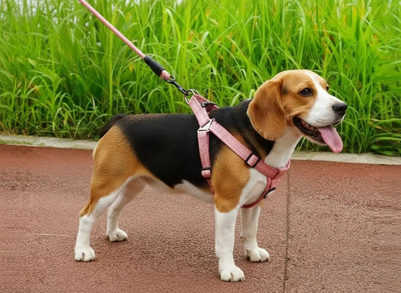 Dog Harness and leash Set Pet Harness Puppy Traction Rope by dealonline.co.nz