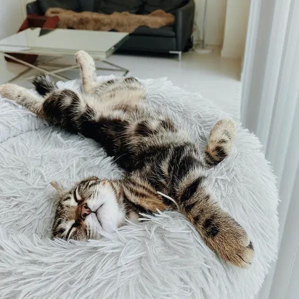 Brooklyn® Deep Sleep Cat Bed by The Brooklyn