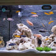 Digital Aquarium Thermometer by salelink.co.nz