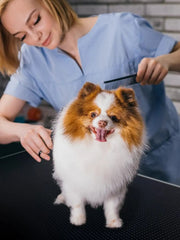 Large Dog Grooming Table by salelink.co.nz