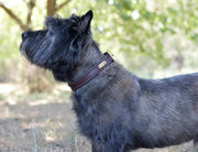 WeatherBeeta Two Toned Leather Dog Collar by WeatherBeeta