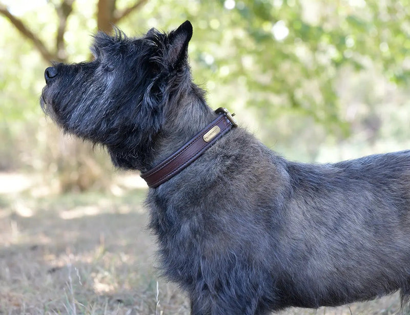 WeatherBeeta Two Toned Leather Dog Collar by WeatherBeeta
