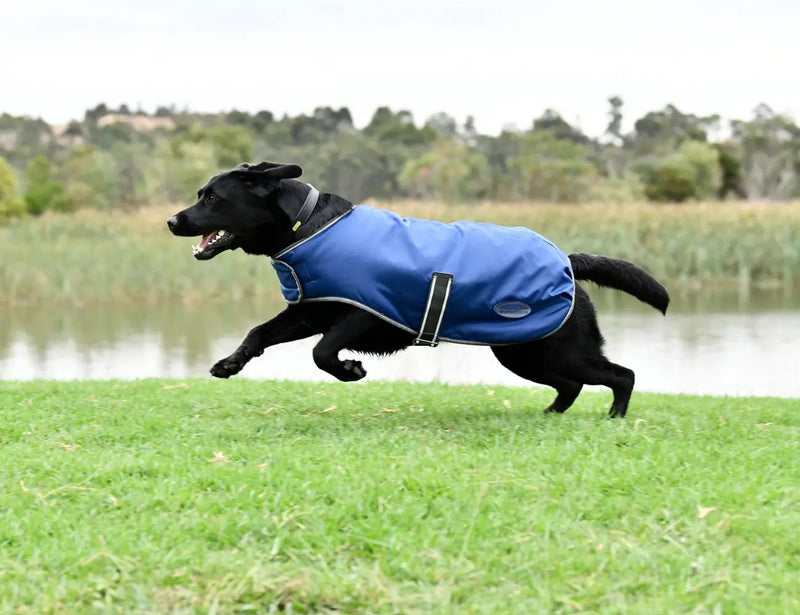WeatherBeeta ComFiTec Windbreaker Free Dog Coat by WeatherBeeta