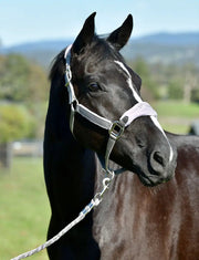 WeatherBeeta Prime Plus Headcollar And Lead Set by WeatherBeeta