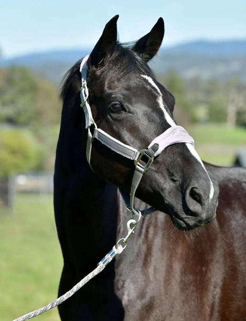 WeatherBeeta Prime Plus Headcollar And Lead Set by WeatherBeeta