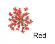 Real Dried Flower - Lace Flower, Snow Bead Flower by Resin Art NZ