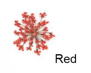 Real Dried Flower - Lace Flower, Snow Bead Flower by Resin Art NZ