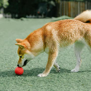 Pidan New Zealand Playing PIDAN Durable Bouncy Dog Toy Ball For Fetch Chew And Water Play Pidan Durable Bouncy Dog Toy Ball For Fetch And Chew