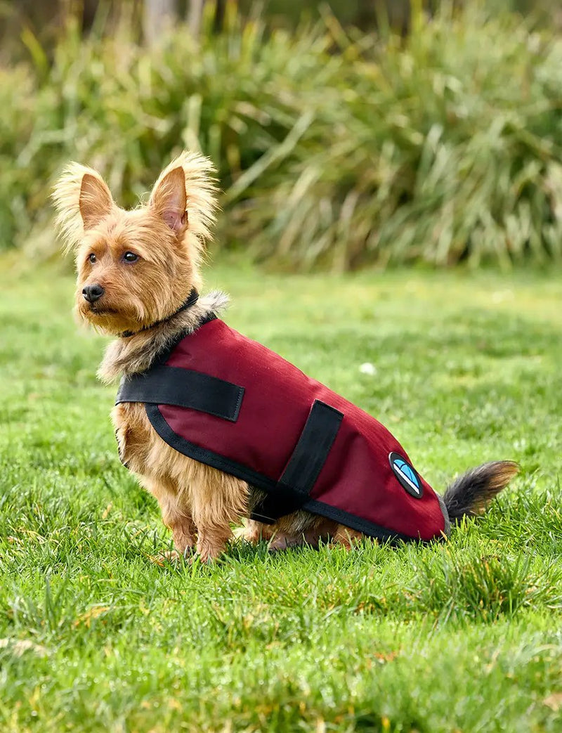 WeatherBeeta ComFiTec Classic Waterproof Dog Coat by WeatherBeeta