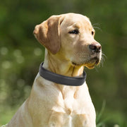 Adjustable Strong Heavy Duty PU Leather Dog Collar for Large Dogs by salelink.co.nz