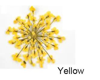 Real Dried Flower - Lace Flower, Snow Bead Flower by Resin Art NZ