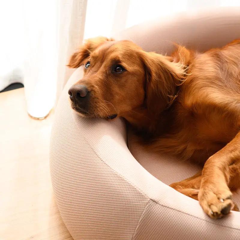 Brooklyn® Nest Cooling Dog Bed (Orthopaedic Memory Foam) by The Brooklyn