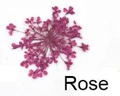 Real Dried Flower - Lace Flower, Snow Bead Flower by Resin Art NZ