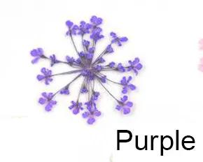 Real Dried Flower - Lace Flower, Snow Bead Flower by Resin Art NZ