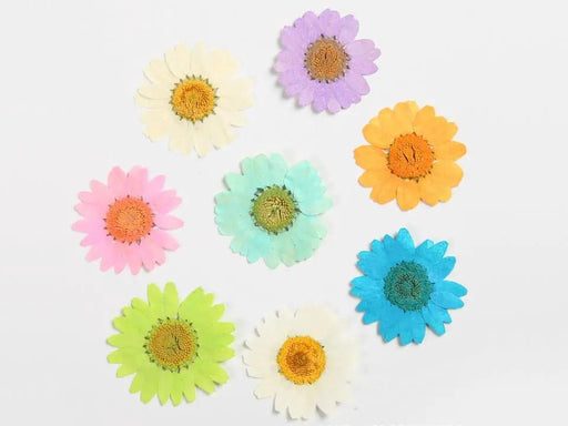 Real Dried Flower - Chrysanthemum by Resin Art NZ