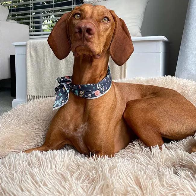 The Brooklyn Dog Beds Brooklyn® Deep Sleep Pet Bed Brooklyn Deep Sleep Calming Donut Dog Bed