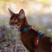 Pidan New Zealand Outing Pidan Cat Leash and Harness Set Adjustable H Style for Safe Walks Pidan Cat Leash And Harness Set H Style For Walks