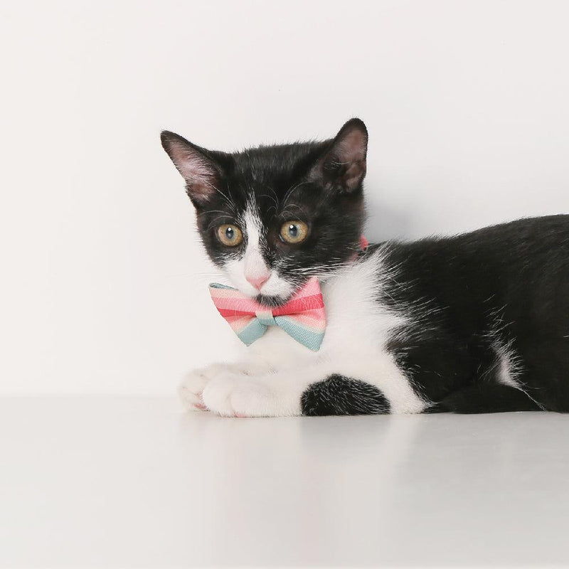 Pidan New Zealand Fashion Pidan Cat Bow Tie Collar With Breakaway Safety Buckle And Adjustable Fit Pidan Cat Bow Tie Collar With Breakaway Buckle