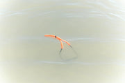 Floating Glasses Strap by Moana SUP and Surf