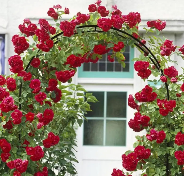g8buynz Metal Pergola Arbor, Outdoor Flower Garden Arch Trellis Metal Pergola Arbor, Outdoor Flower Garden Arch Trellis