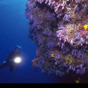 Mega BrightBuddy DeepCore 2500 High-Lumen Dive Torch by NZ Diver