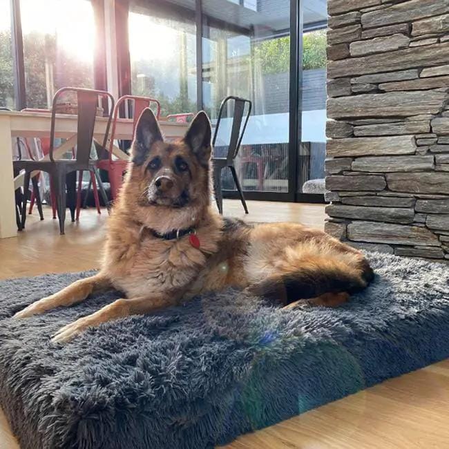 The Brooklyn Dog Beds Brooklyn® Ultra Memory Foam Bed Brooklyn Ultra Comfort Memory Foam Dog Bed