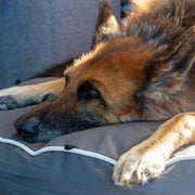 Brooklyn® Chew Resistant Luxe Lounger (2-in-1 Dog Bed) by The Brooklyn