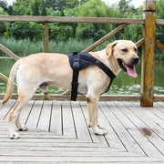 LARGE-BLACK Dog Harness Set Pet Adjustable Chest Strap Walking Collar Vest by dealonline.co.nz