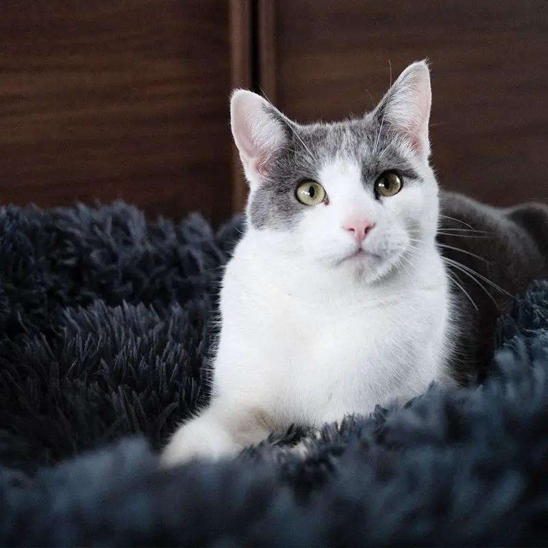 Brooklyn® Deep Sleep Cat Bed by The Brooklyn
