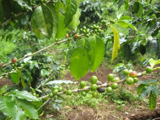 Indian Parchment - Strong by The Eco Coffee Store