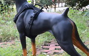 M-BLACK Dog Harness Set Pet Adjustable Chest Strap Walking Collar Vest by dealonline.co.nz