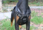 M-BLACK Dog Harness Set Pet Adjustable Chest Strap Walking Collar Vest by dealonline.co.nz