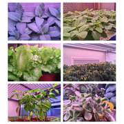 Grow Light 4 Head LED Plant Light by salelink.co.nz