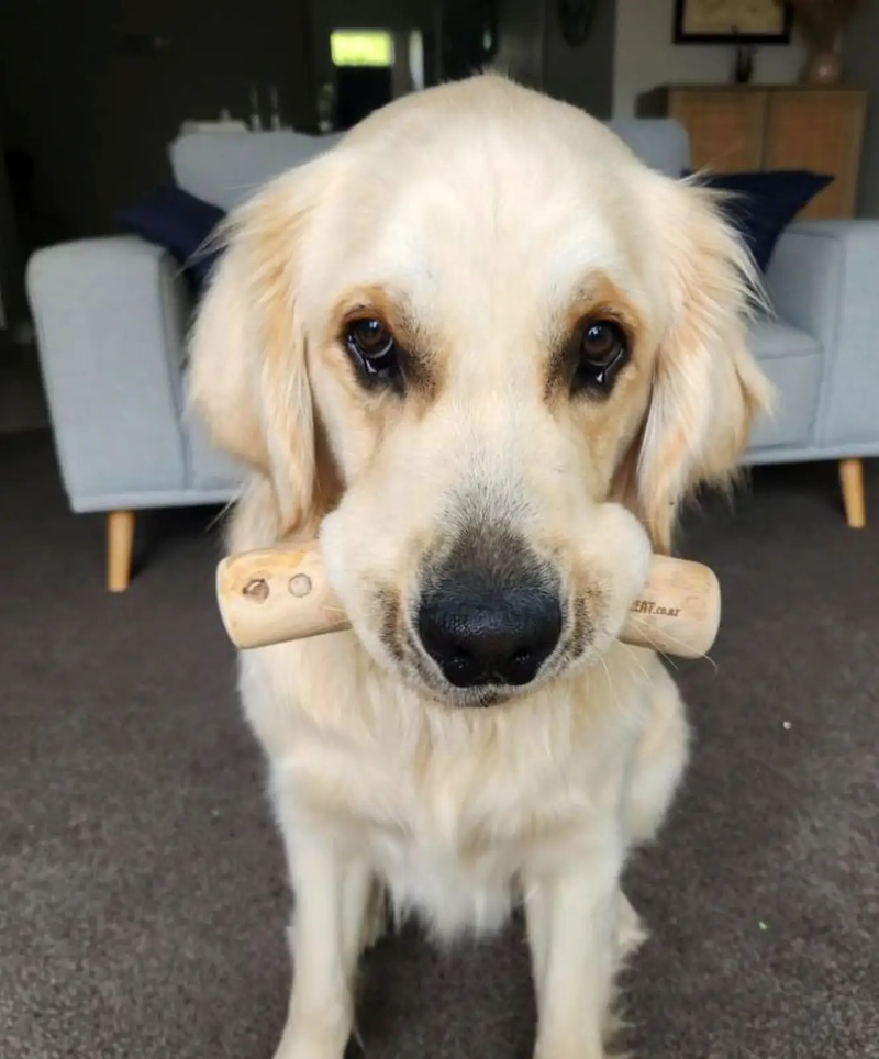 Coffee Wood Chews by DogTreatNZ