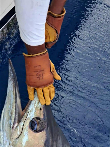 Fisherman wearing Hugo Silva Heavy Tackle Gloves Large to XX Large, handling a large fish beside the boat.