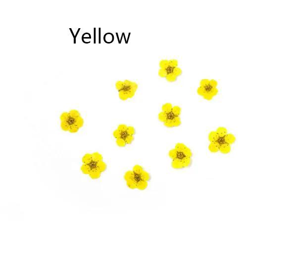 Real Dried Flower - Small Daffodil by Resin Art NZ