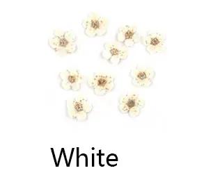 Real Dried Flower - Small Daffodil by Resin Art NZ