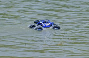 2.4G 4WD Amphibious Crawler RC Buggy Car by dealonline.co.nz