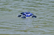 dealonline.co.nz dealonlinenz 2.4G 4WD Amphibious Crawler RC Buggy Car 2.4G 4WD Amphibious Crawler RC Buggy Car