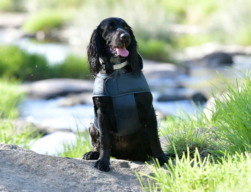 WeatherBeeta Explorer Lite Dog Coat by WeatherBeeta
