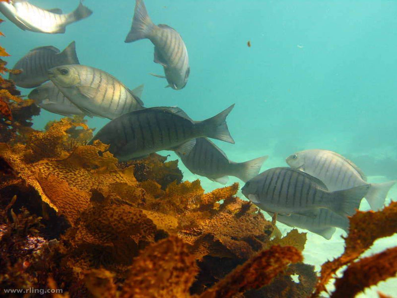 Underwater scene showing various fish swimming among colorful coral and seaweed.