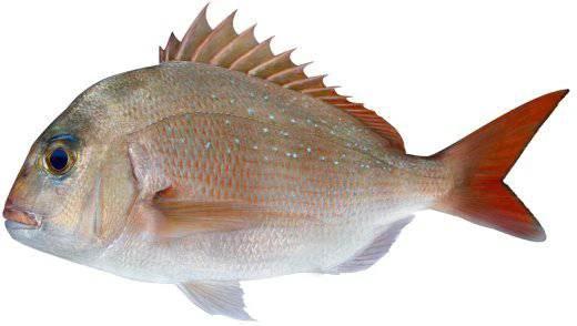 Clear snapper fish with silver-pink skin and orange fins, known for its strong flavor and firm texture.