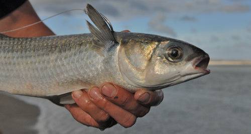 Close-up of a hand holding a fresh 4inch 25MD and 36MD Mullet Flounder Drag-Set Net catch.