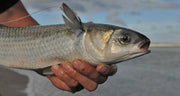 Mullet Drag Net 3.5" (90mm) 30MD 20m 30m 40m