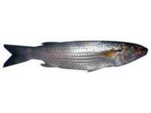 Action Fishing Nets Mullet nets 40m NZ Made Mullet Fishing Nets 3.5" Multi Mono 90mm 30m 40m 60m