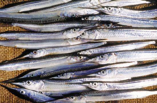 Lampara Style Piper Fishing Net 40m Long with freshly caught baitfish on a textured surface.