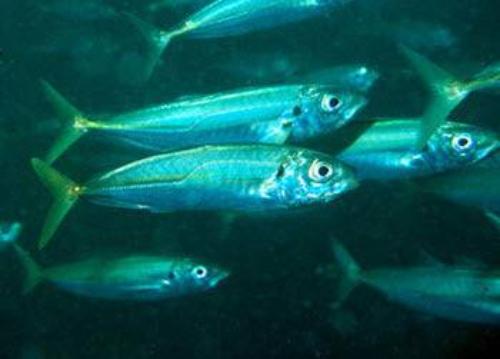 School of fish swimming underwater, showing shiny scales and streamlined bodies.