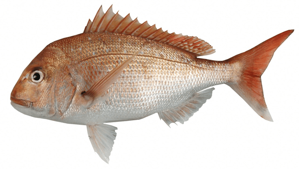 Big Fish Snapper, a popular species targeted with the Big Fish Snapper Fishing Net for catch in New Zealand.